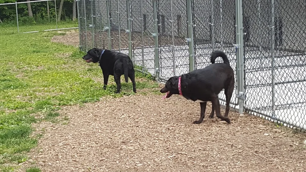 Wagtime Kennels - Kitchener pet otel görseli 3