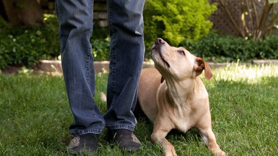 Waterloo Pet Services - Kitchener pet otel görseli 2