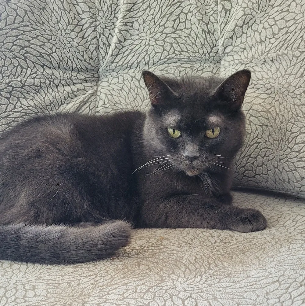Waterloo Pet Services - Kitchener pet otel görseli 3