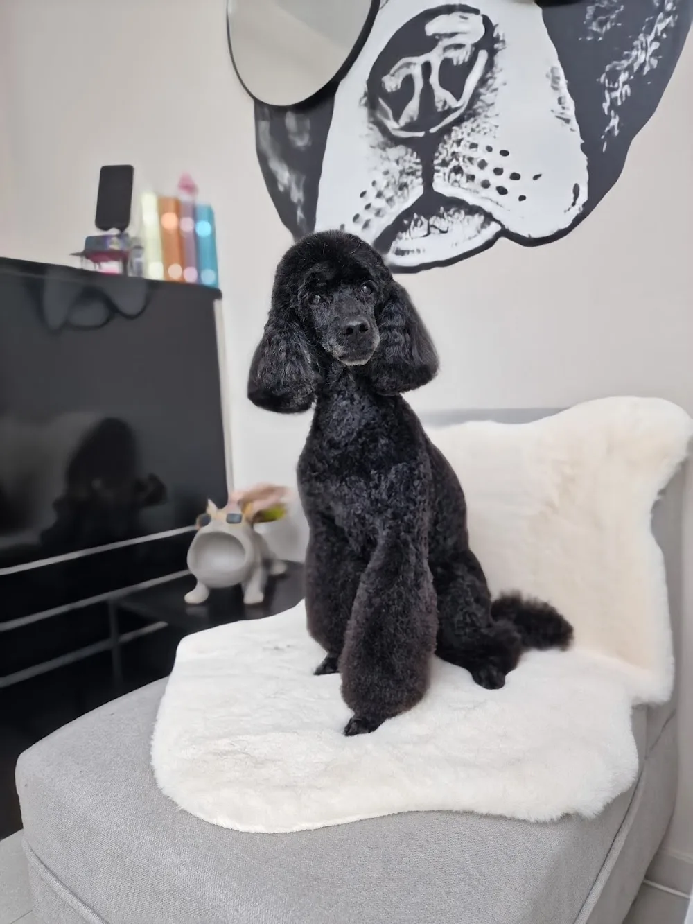 Psí salon - SPA - Dog's we are - Kladno pet otel