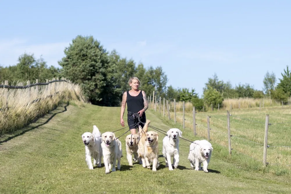 Chillas Vänner Hunddagis-Hundpensionat-Hundkurser - Klågerup pet otel