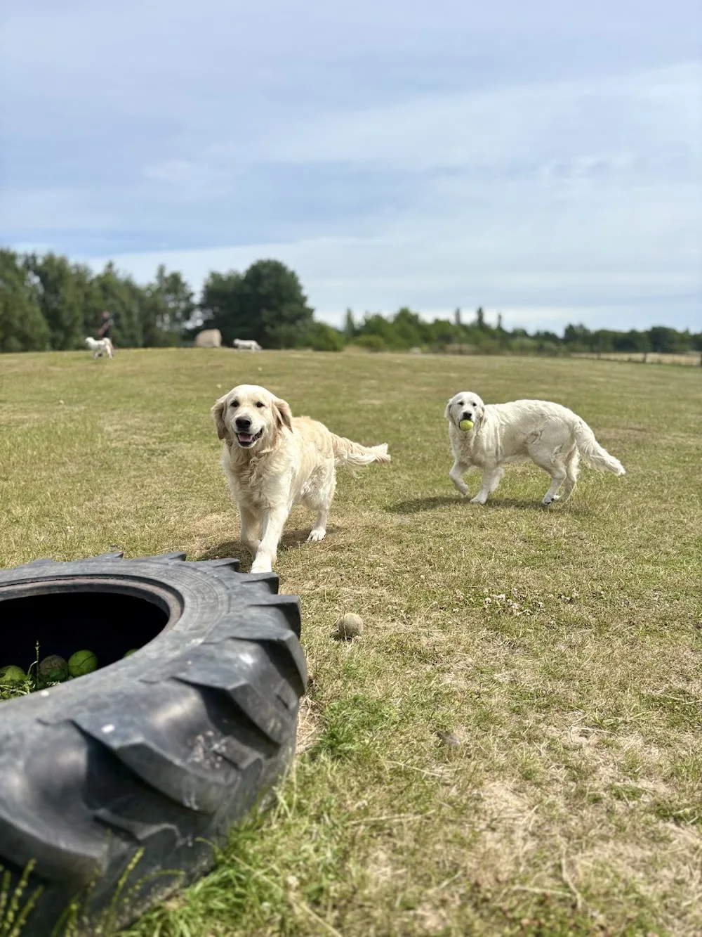 Chillas Vänner Hunddagis-Hundpensionat-Hundkurser - Klågerup pet otel görseli 3