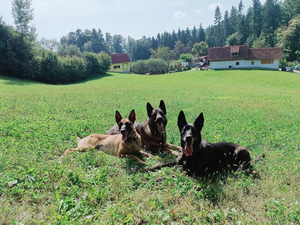 Dierenpension "Beemte" - Klarenbeek pet otel görseli 3