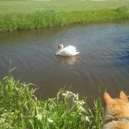 Dierenpension de Beekhof - Klarenbeek pet otel görseli 4