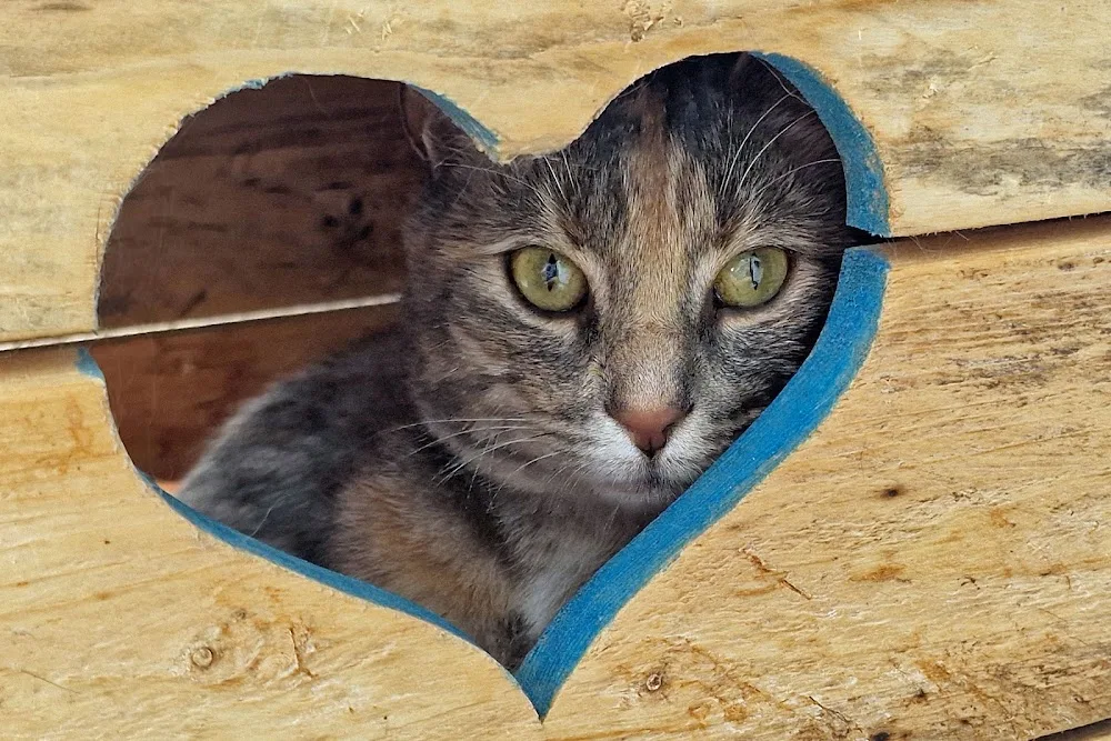 Het Kattenhotel - Klarenbeek pet otel görseli 3