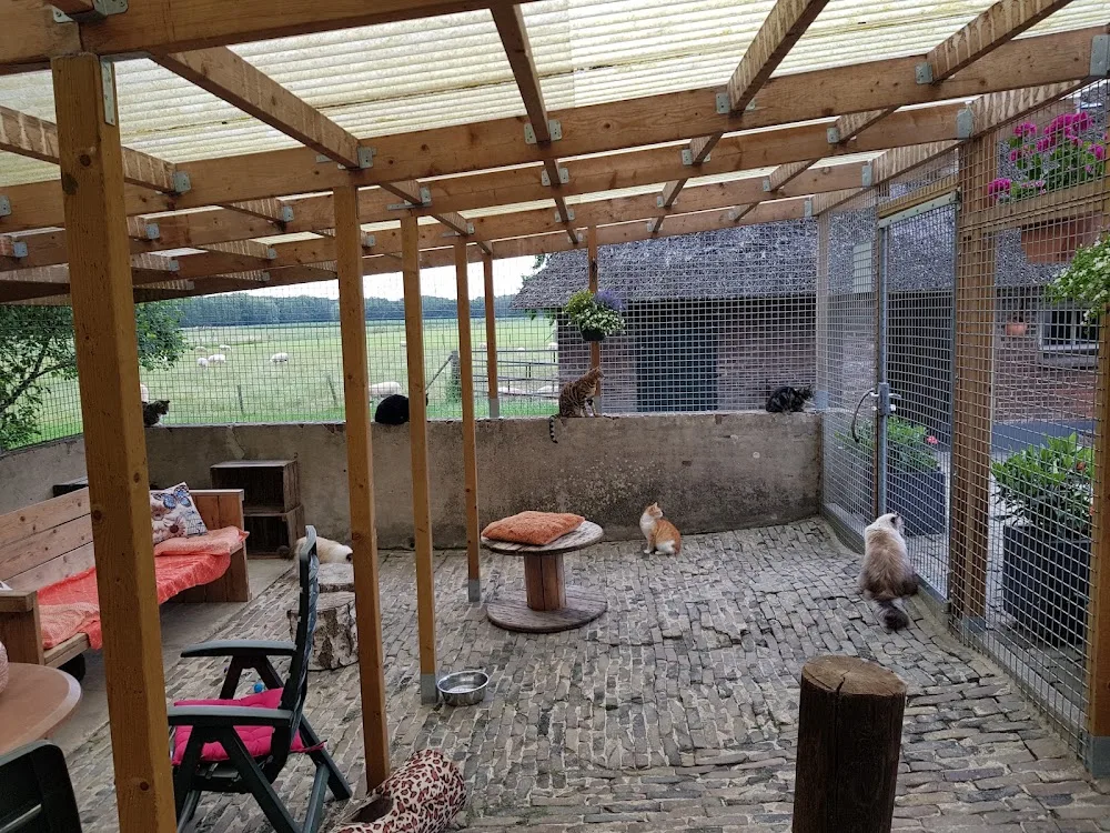 Kattenpension Smagtenberg - Klarenbeek pet otel