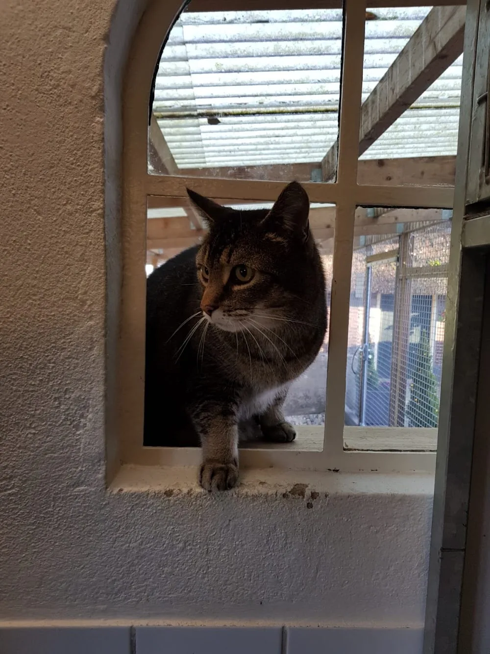 Kattenpension Smagtenberg - Klarenbeek pet otel görseli 3