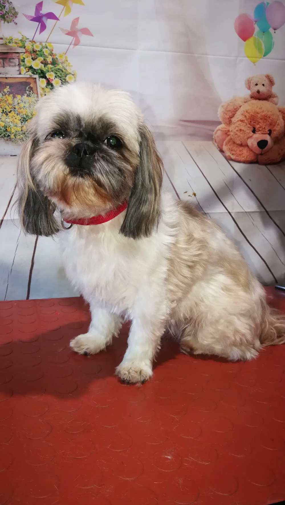 Salon of Otava and Kennel Shih-tzu - Klatovy pet otel
