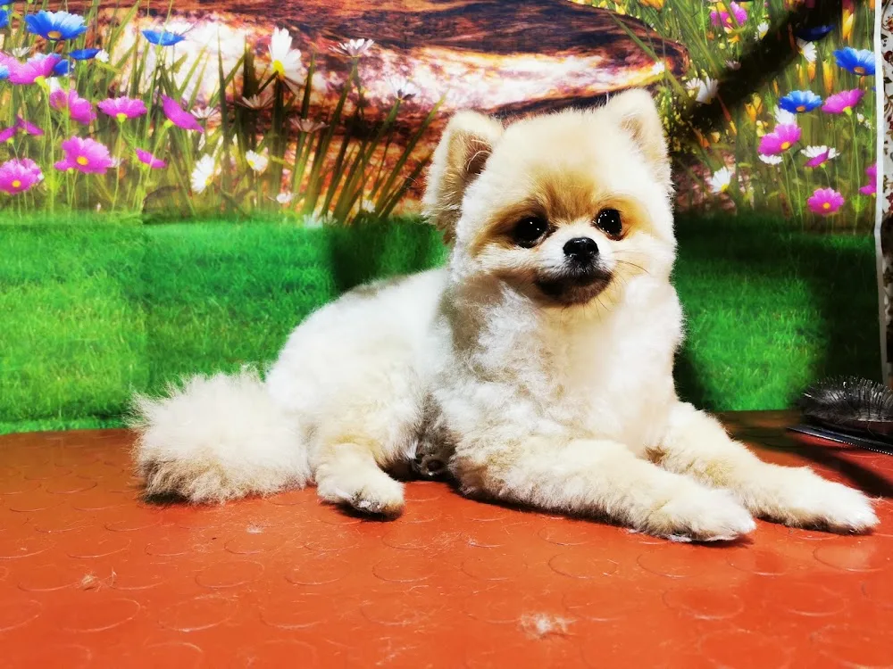 Salon of Otava and Kennel Shih-tzu - Klatovy pet otel görseli 3