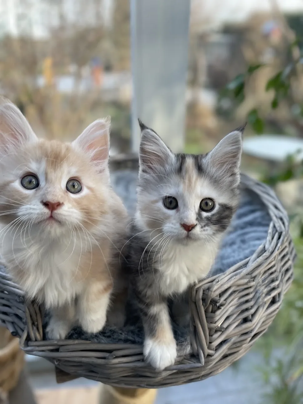 Cattery von der Sachsenwiege Katzenzucht Maine Coon - Klipphausen pet otel