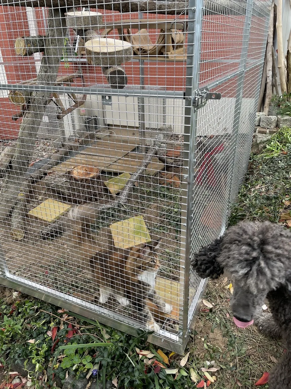 Cattery von der Sachsenwiege Katzenzucht Maine Coon - Klipphausen pet otel görseli 3