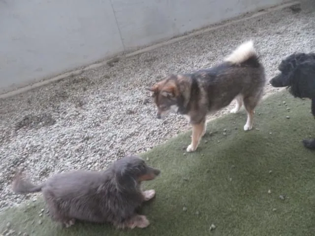 TLC for Pets - Knutsford pet otel