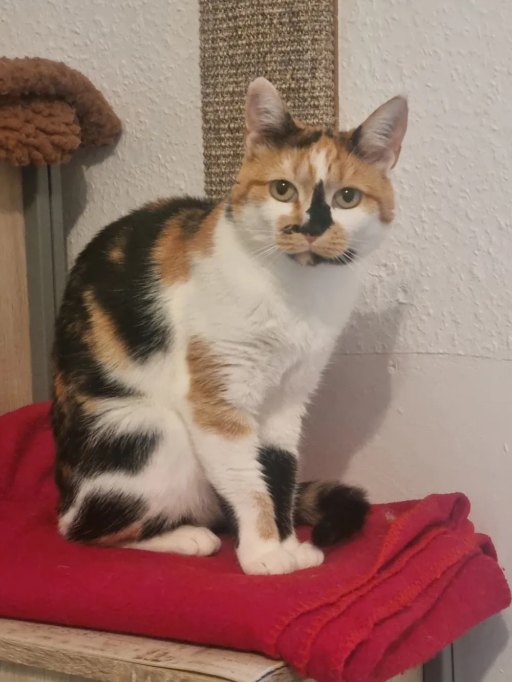 Katzenpension Oelsberg - Koblenz pet otel görseli 7
