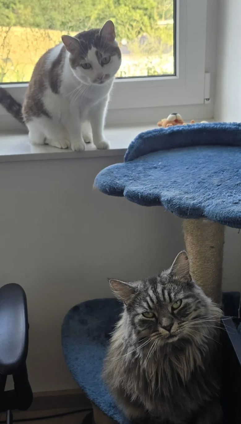 Tierbetreuung Tierpension Rita Freitag - Koblenz pet otel görseli 2