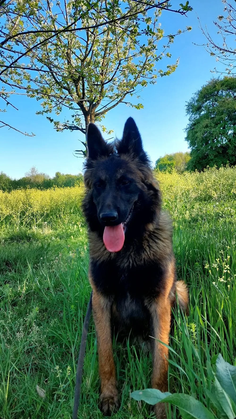 Kocaeli Akc Köpek Eğitim & Köpek Oteli - Kocaeli pet otel