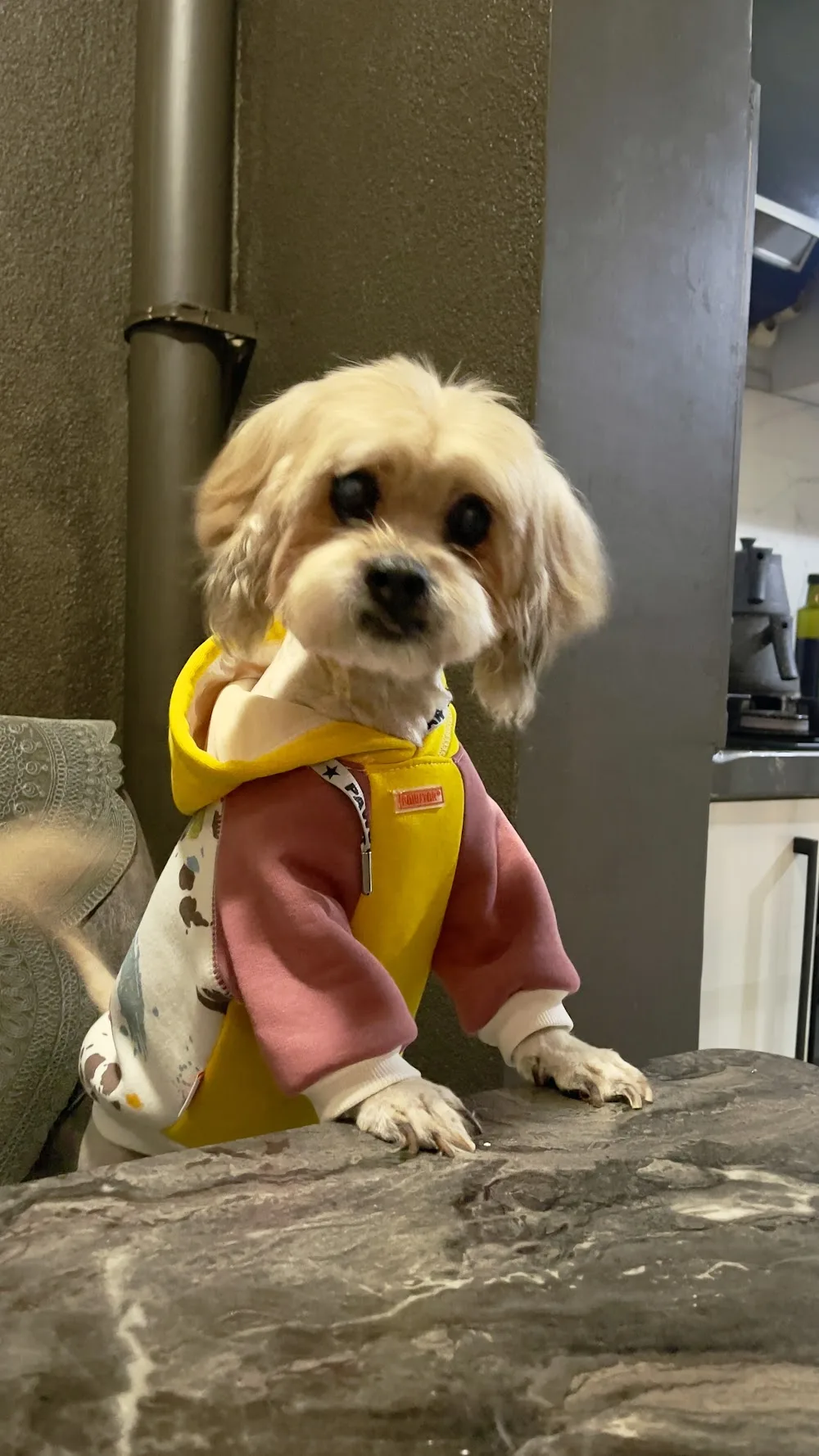 Kocaeli Akc Köpek Eğitim & Köpek Oteli - Kocaeli pet otel görseli 7