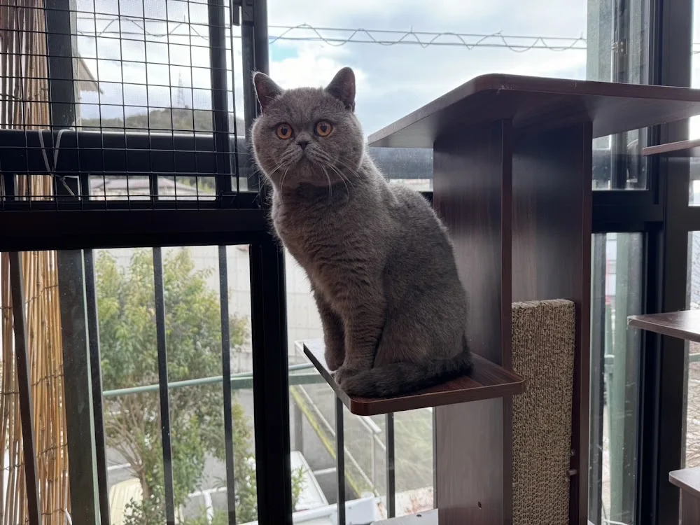 Ann Cat Hotel(アンキャットホテル) - Kōchi pet otel