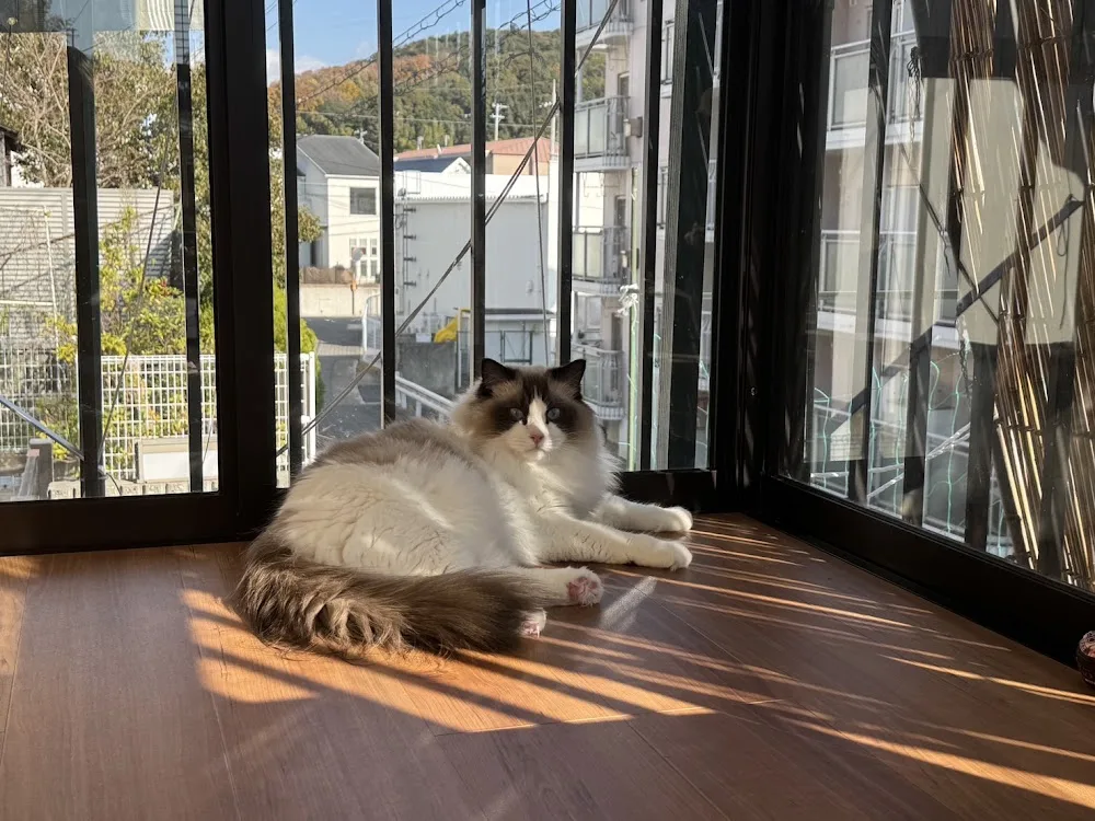 Ann Cat Hotel(アンキャットホテル) - Kōchi pet otel görseli 3