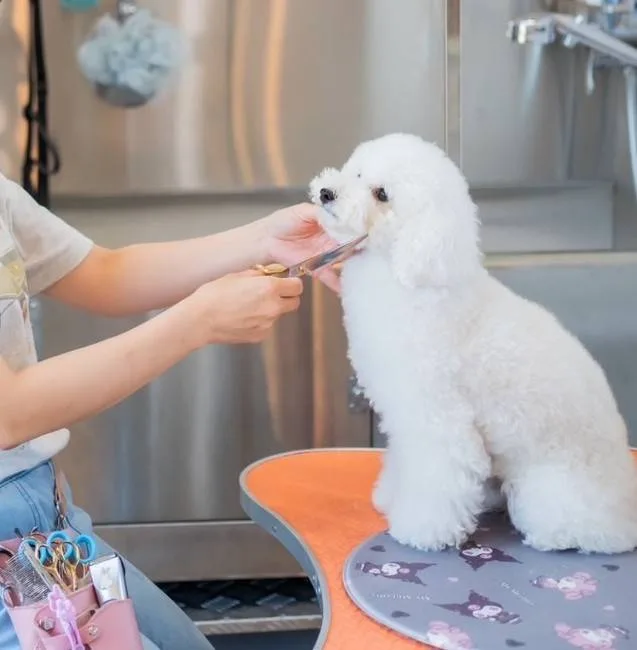 Pet room ポプラ - Kōchi pet otel görseli 3