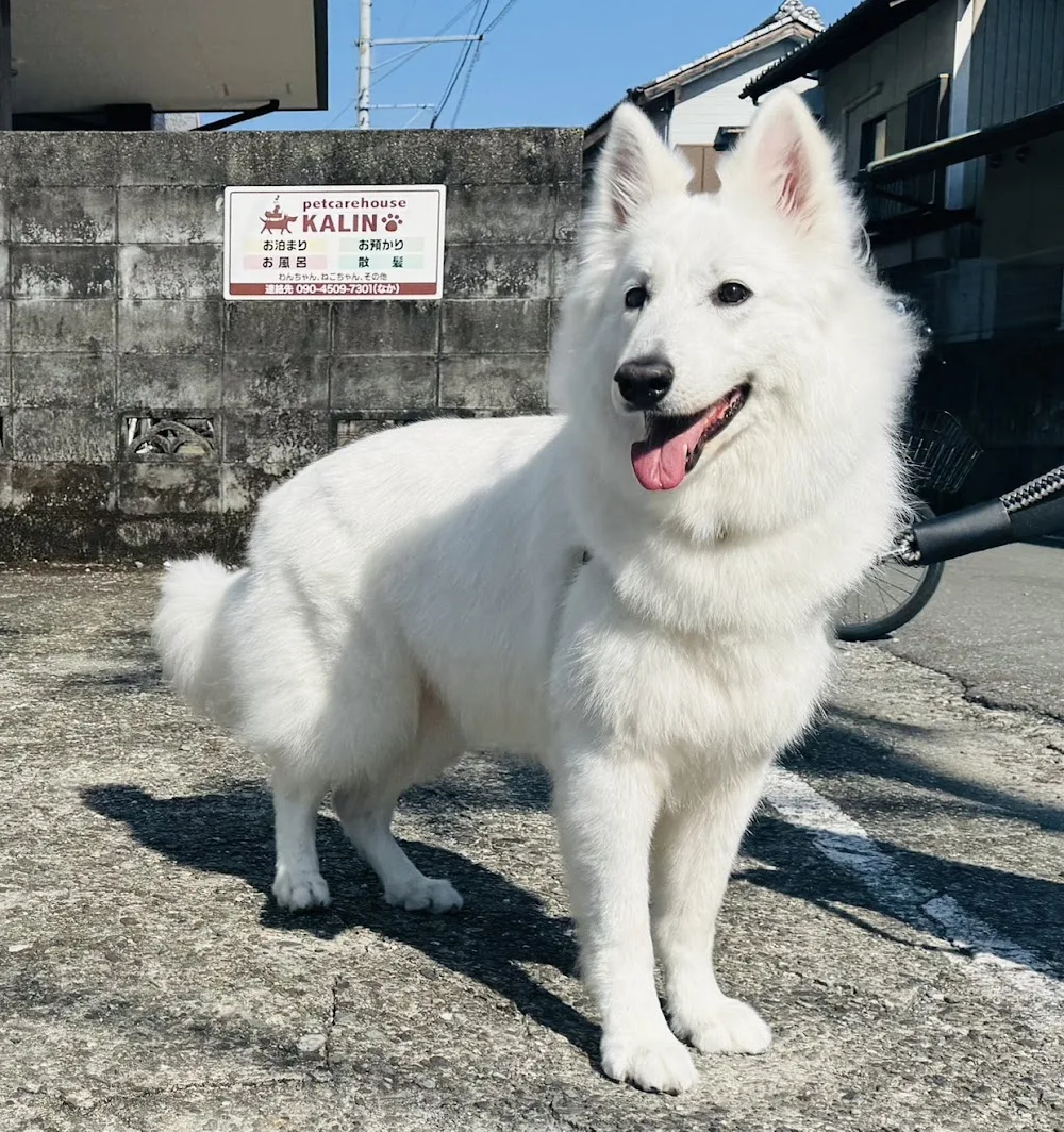 petcarehouseKALIN - Kōchi pet otel görseli 3