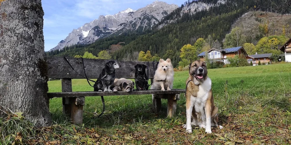 Bühlmanns Hundeparadies - Kolbrun pet otel görseli 2
