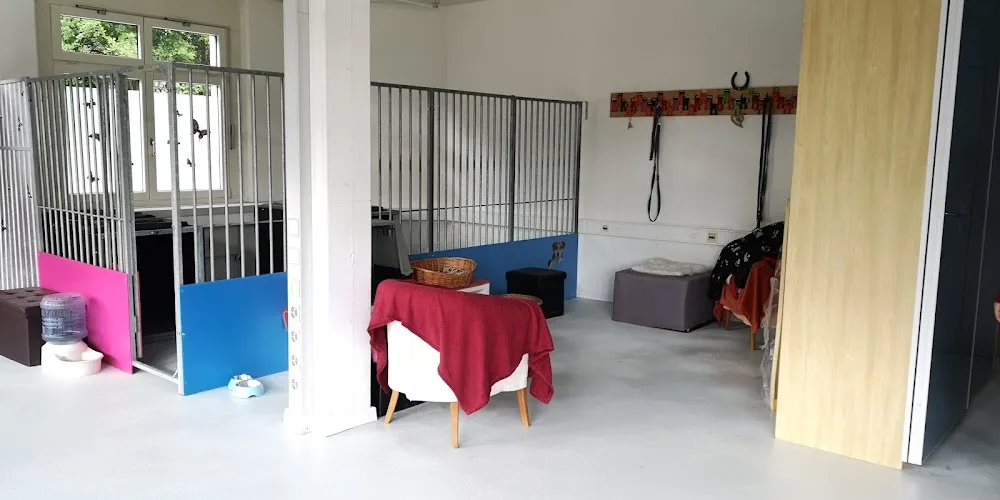Bühlmanns Hundeparadies - Kolbrun pet otel görseli 3