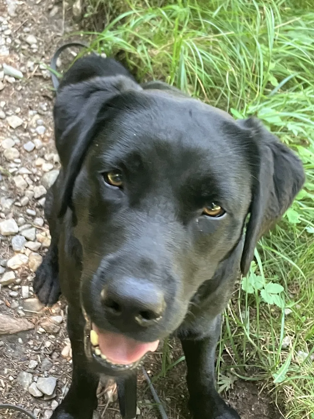 Hundeferienpension Blosenberg - Kolbrun pet otel görseli 3