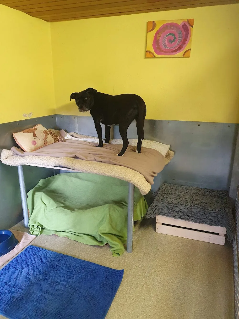 Hundepension Schürli - Kolbrun pet otel