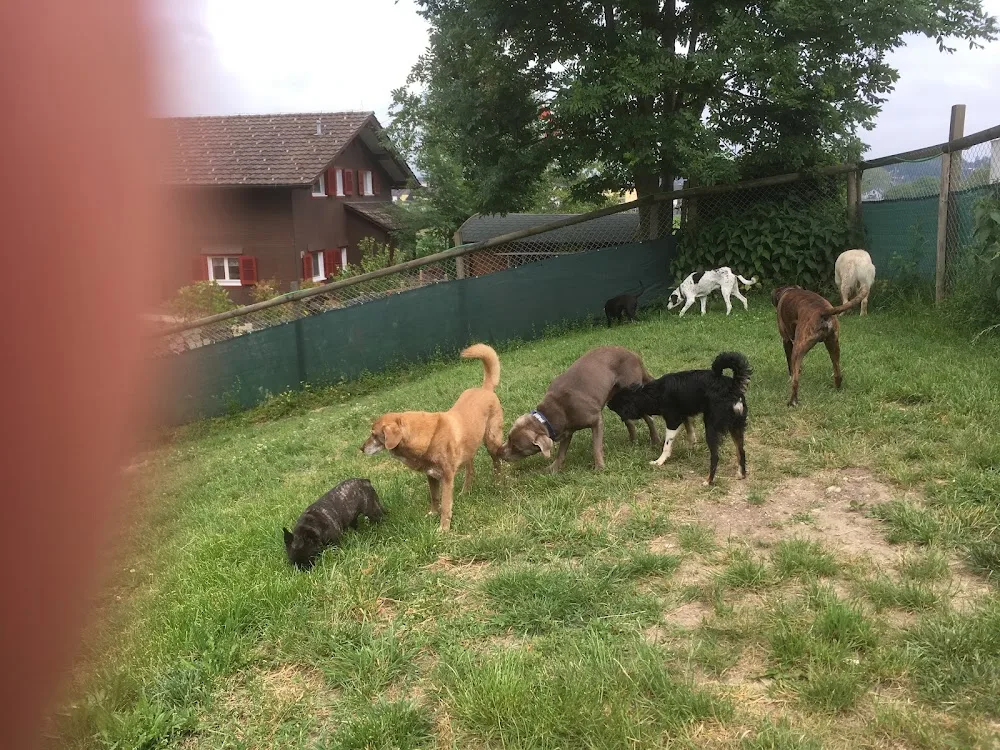 Hundepension zur Baaregg - Kolbrun pet otel görseli 3