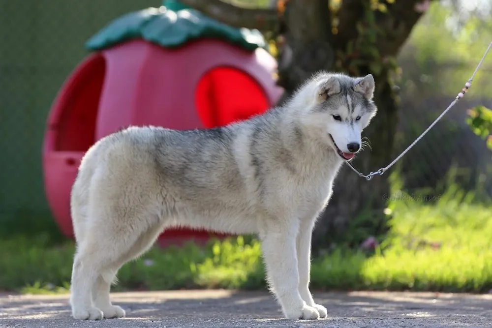 Chovatelská stanice Jednička - Kolín pet otel görseli 2