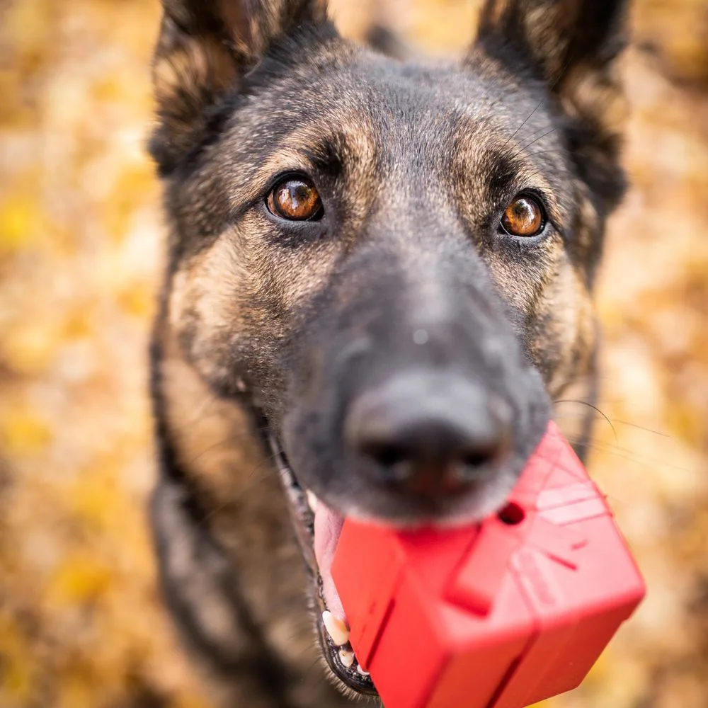 Snufi – Enrichment pro psy - Kolín pet otel görseli 2