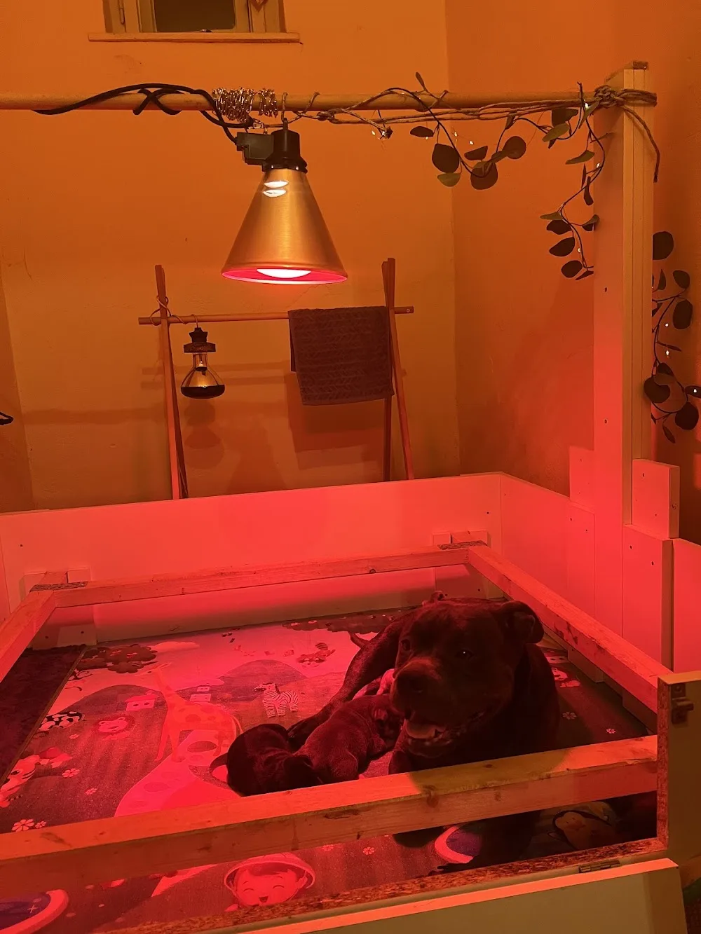 Bullberry Kennel - Komárom-Esztergom pet otel görseli 3