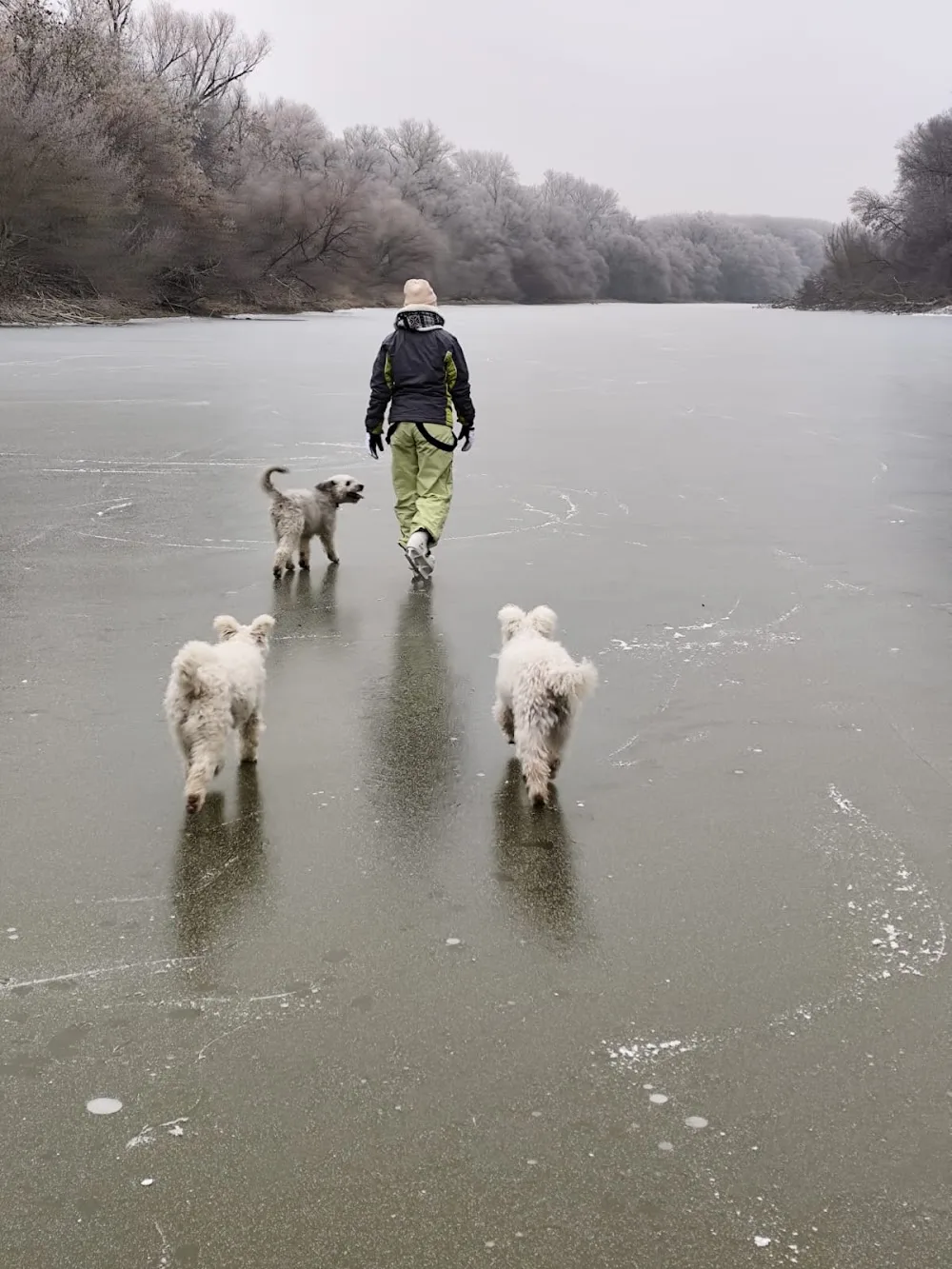 Koppánymonostori Fenyves Pumi Kennel - Komárom-Esztergom pet otel görseli 3