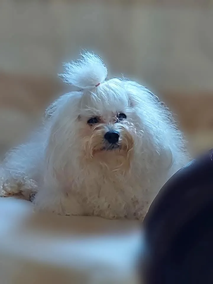 Mestergomi bolognese kennel - Komárom-Esztergom pet otel