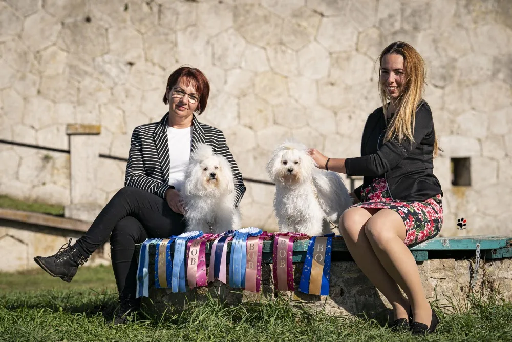 Mestergomi bolognese kennel - Komárom-Esztergom pet otel görseli 3