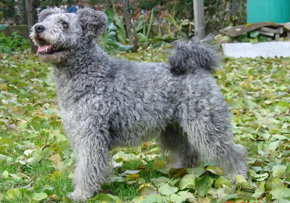 Pilisi-Kócos kennel - Komárom-Esztergom pet otel