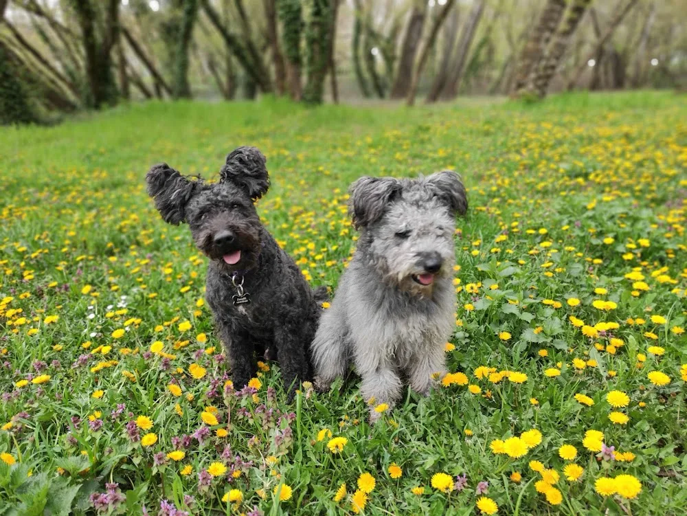 Pilisi-Kócos kennel - Komárom-Esztergom pet otel görseli 3