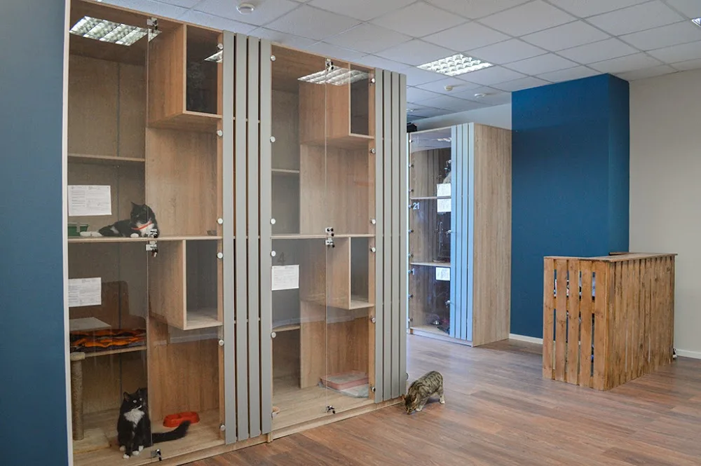 Гостиница для кошек CAT INN. Зоогостиница - Komi pet otel görseli 3
