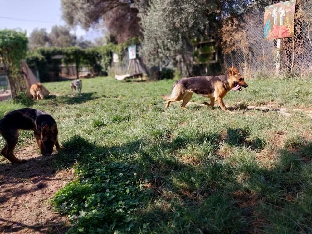 Köpek Bahçesi - Izmir pet otel görseli 3