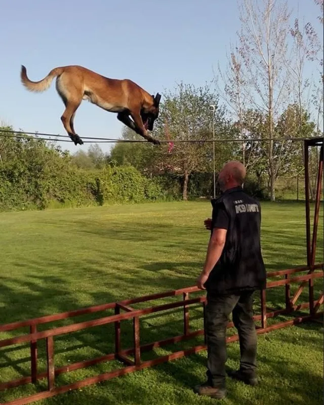 KÖPEK EĞİTİMİ ANTALYA - ANTALYA KÖPEK EĞİTİM MERKEZİ, köpek oteli, köpek pansiyonu - Kemer pet otel görseli 2