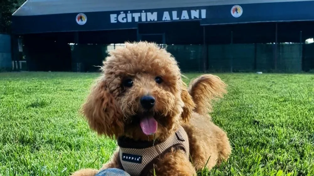 Köpek Oteli ve Pansiyonu - Loyal Friend - Istanbul pet otel görseli 2