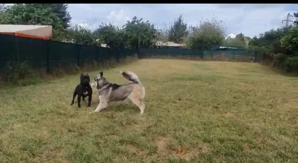 Köpek Oteli ve Pansiyonu - Loyal Friend - Istanbul pet otel görseli 7
