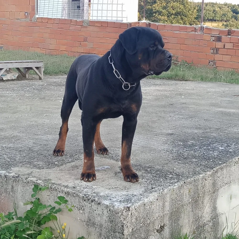 Körfez Köpek eğitim üretim ve pansiyon merkezi - Kocaeli pet otel görseli 3