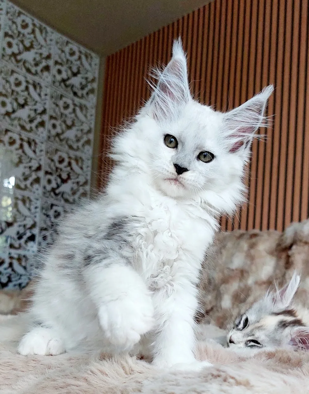 Agostino ( Maine Coon Cattery ) - Kraj Vysočina pet otel