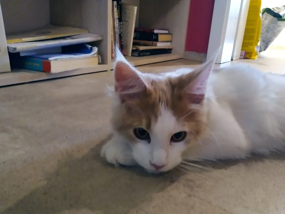 Agostino ( Maine Coon Cattery ) - Kraj Vysočina pet otel görseli 3