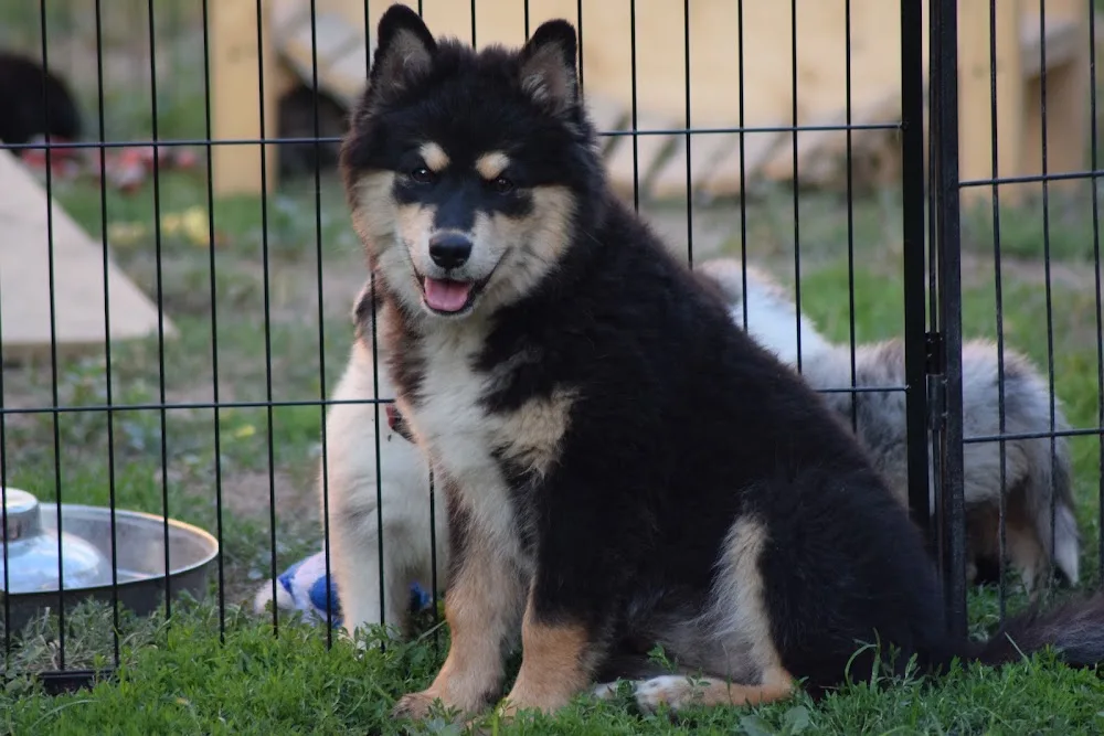 ApuestoDiablo kennel - Kraj Vysočina pet otel görseli 3