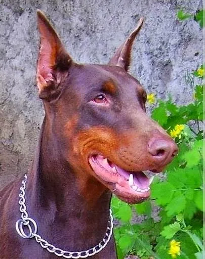 dobermann kennel Restless Heart - Kraj Vysočina pet otel