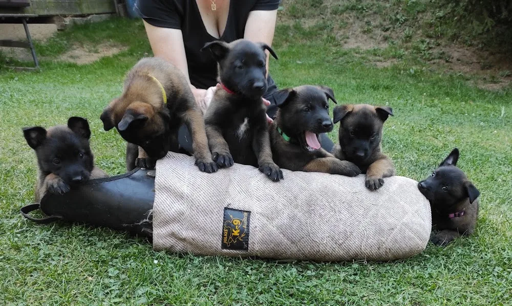 Malinois kennel Sa-Kra Beskydy, Drawings, Tattoo - Kraj Vysočina pet otel görseli 3
