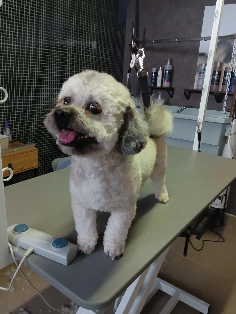 Psí salon Dačice - Kraj Vysočina pet otel görseli 2