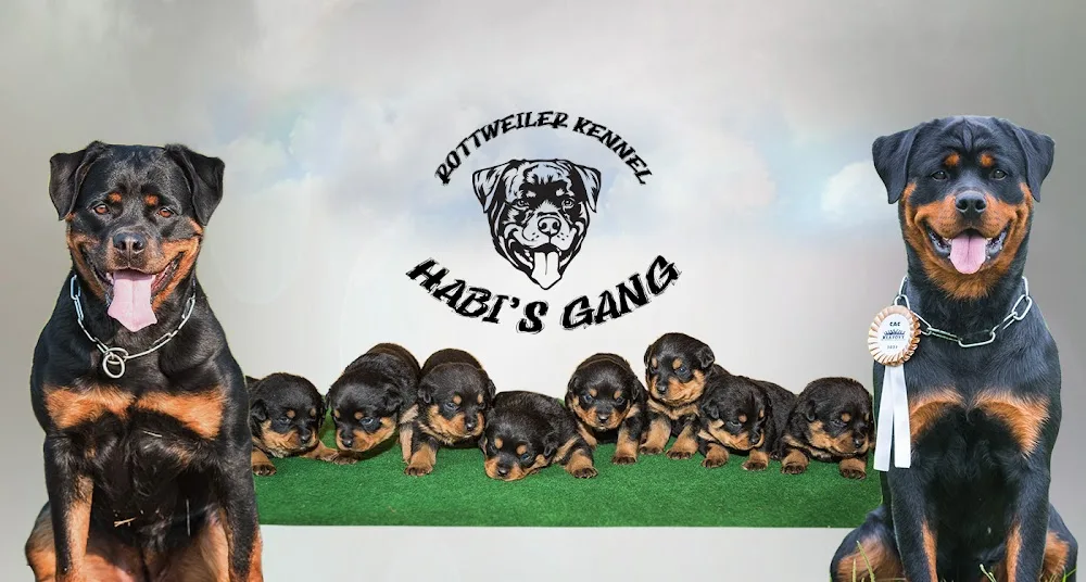 Rottweiler kennel Habi's gang - Kraj Vysočina pet otel